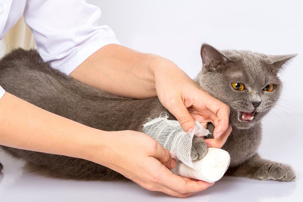 Como Hacer Que Mi Gato Maulle